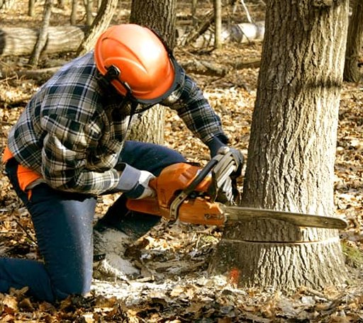 Tree Removal in Gaysville, VT